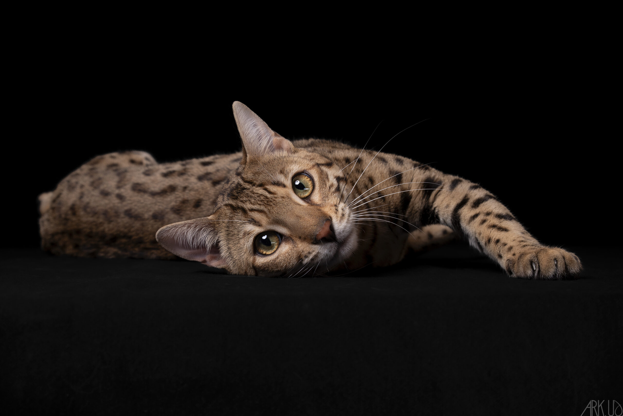 Chatterie des Terres de Neith